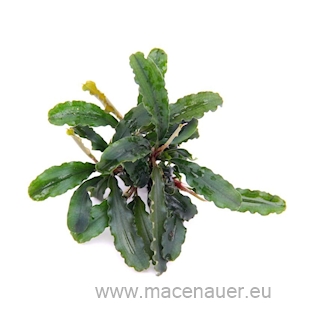 Bucephalandra spec. ´Wavy Leaf´ *NEU*