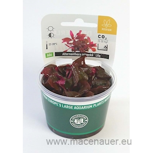 Alternanthera reineckii ´Lila´  In-Vitro *NEU*