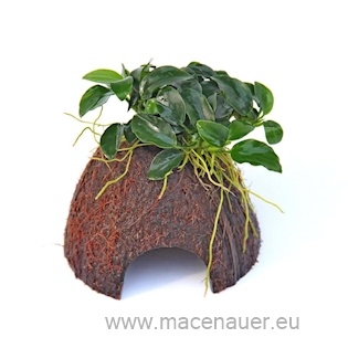 Nano Cave mit Anubias Bonsai *NEU*