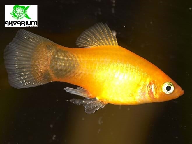 Plata skvrnitá var. Sunset Mickey Mouse