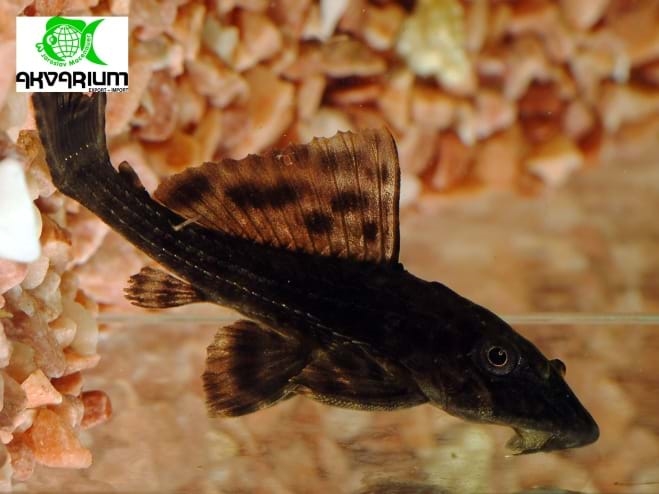 Krunýřovec guyanský