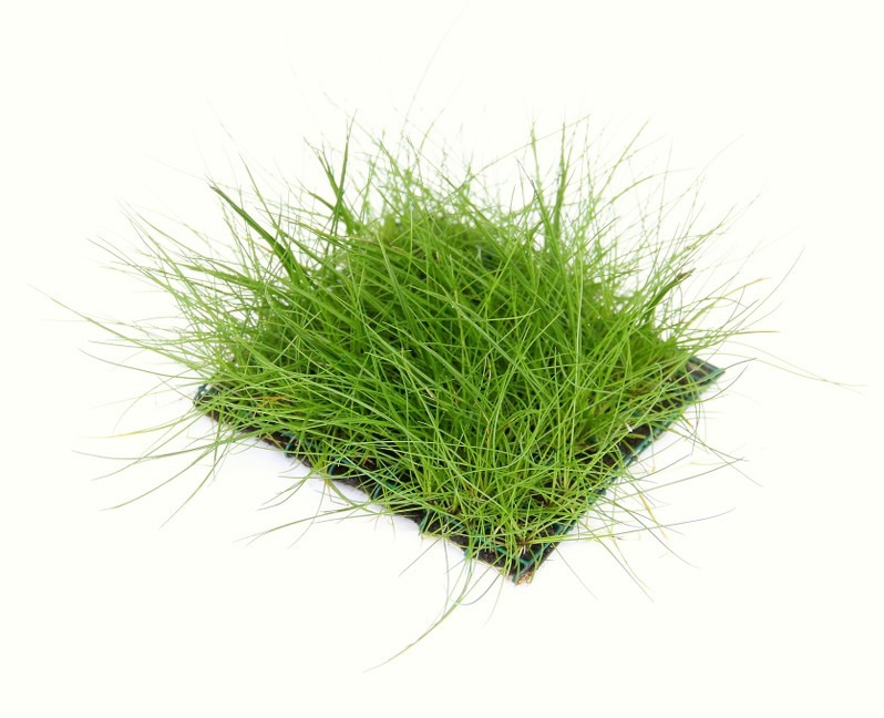 Eleocharis pusilla pad