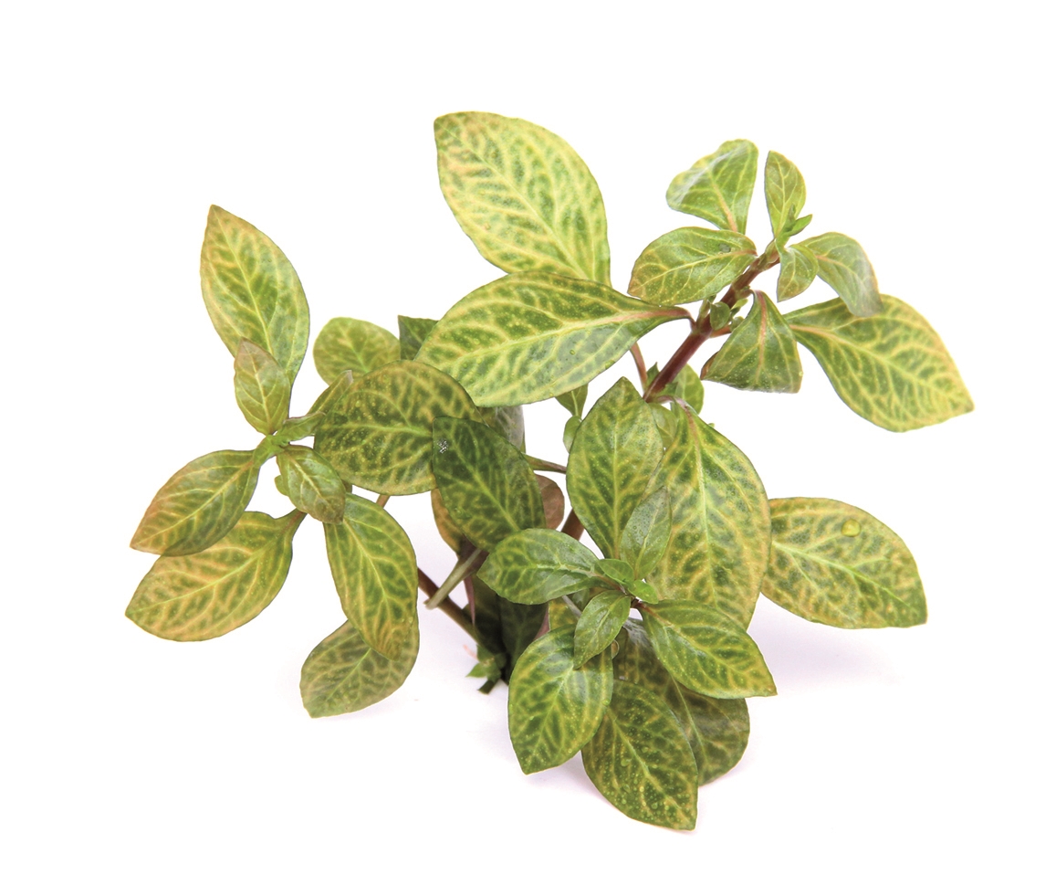 Ludwigia spec. Dark Orange