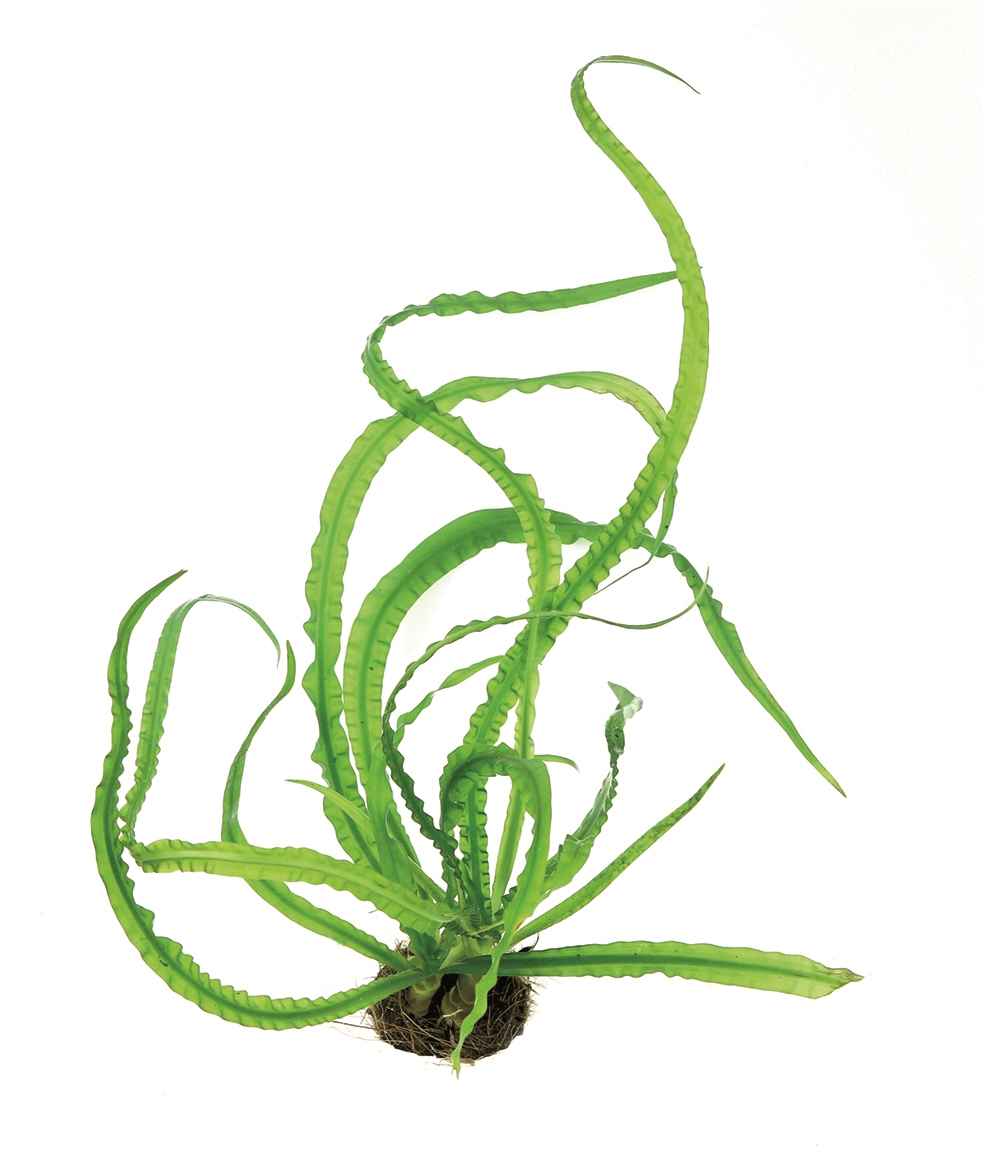 Crinum natans