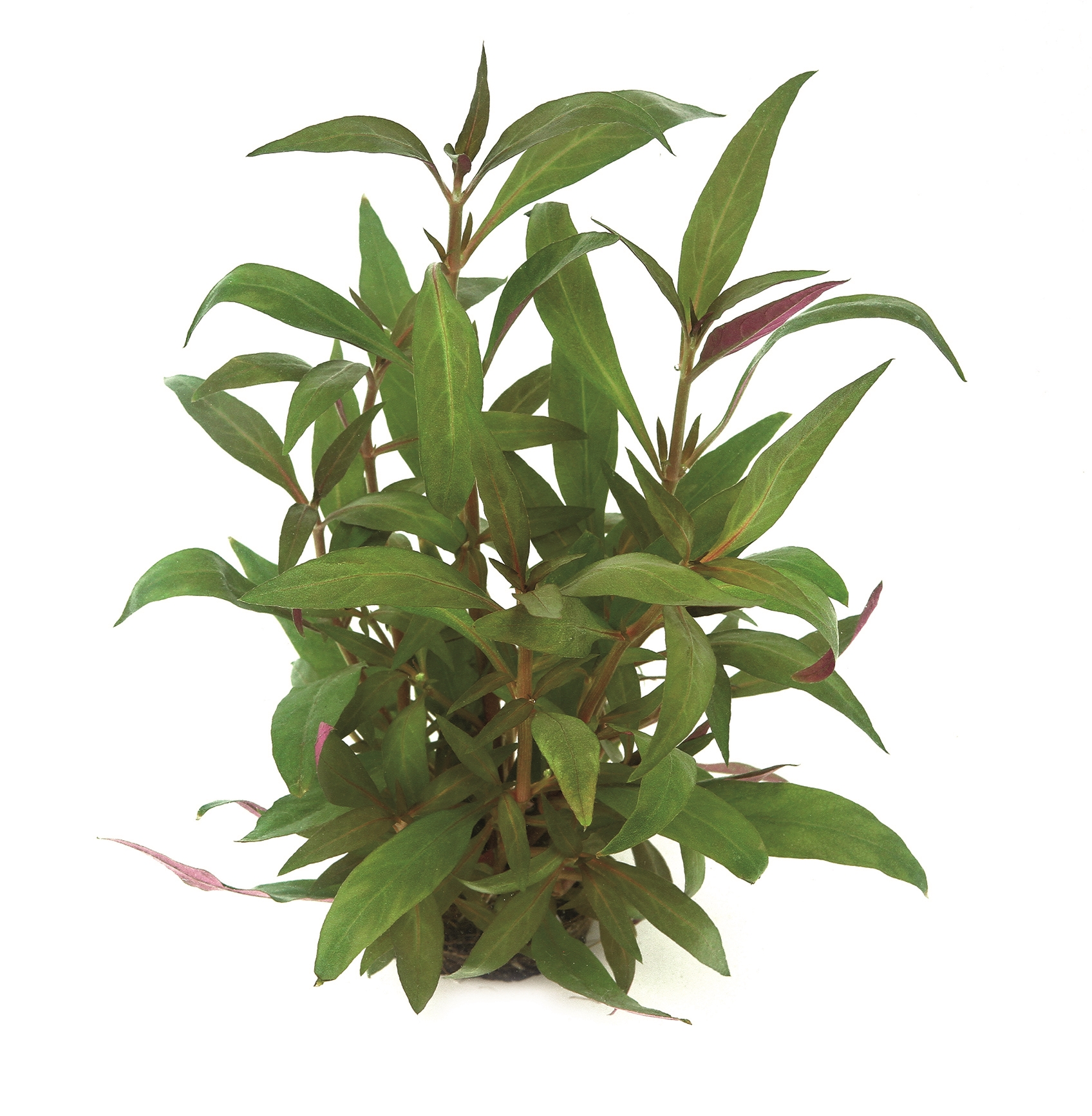 Alternanthera reineckii ROT, XXL