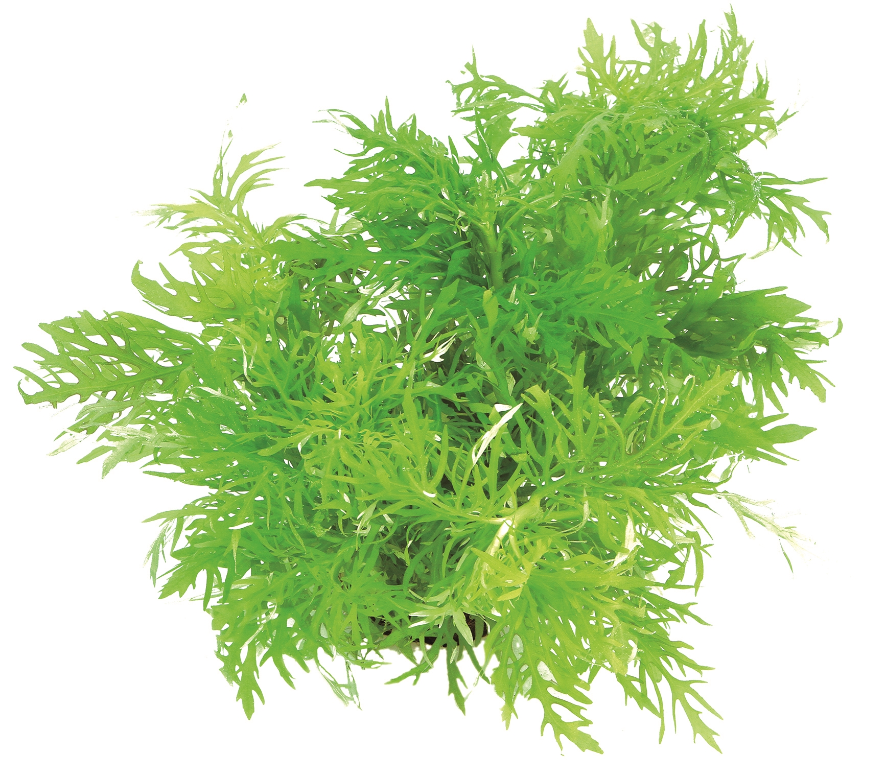 Hygrophila difformis