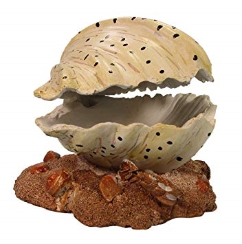 MACENAUER Dekorace Mušle 12 cm