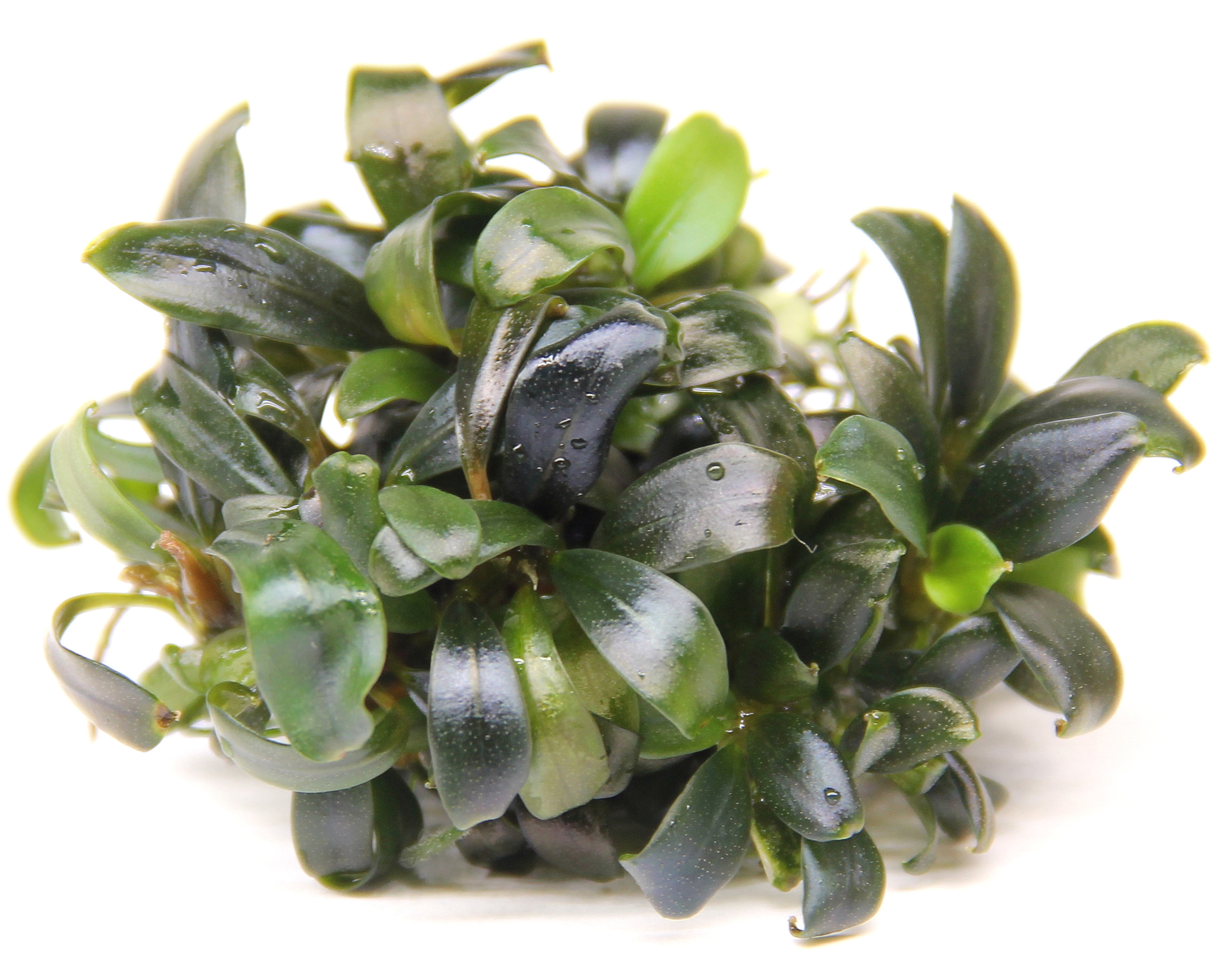 Bucephalandra spec. ´Serimbu Brown´ In-Vitro