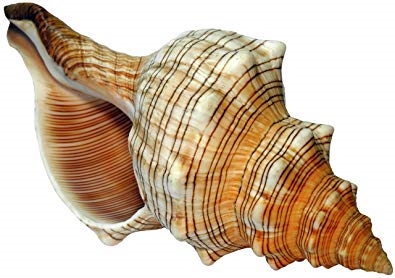 MACENAUER Dekorace mušle Trapezium 12 cm