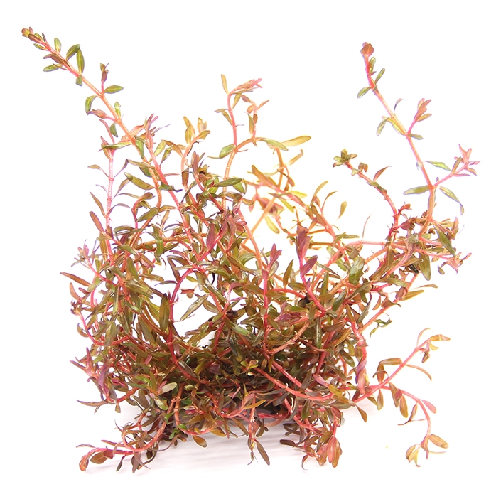 Rotala spec. ´H´Ra´