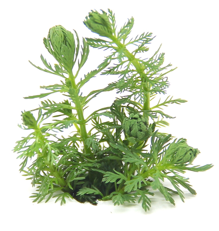 Myriophyllum spec. ´Guayana´