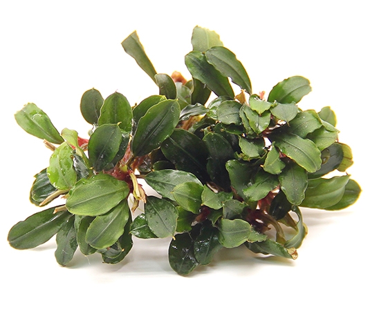 Bucephalandra spec. ´Lamandau Mini Red'