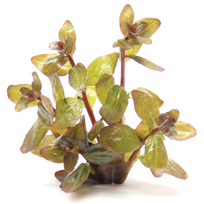 Ludwigia senegalensis