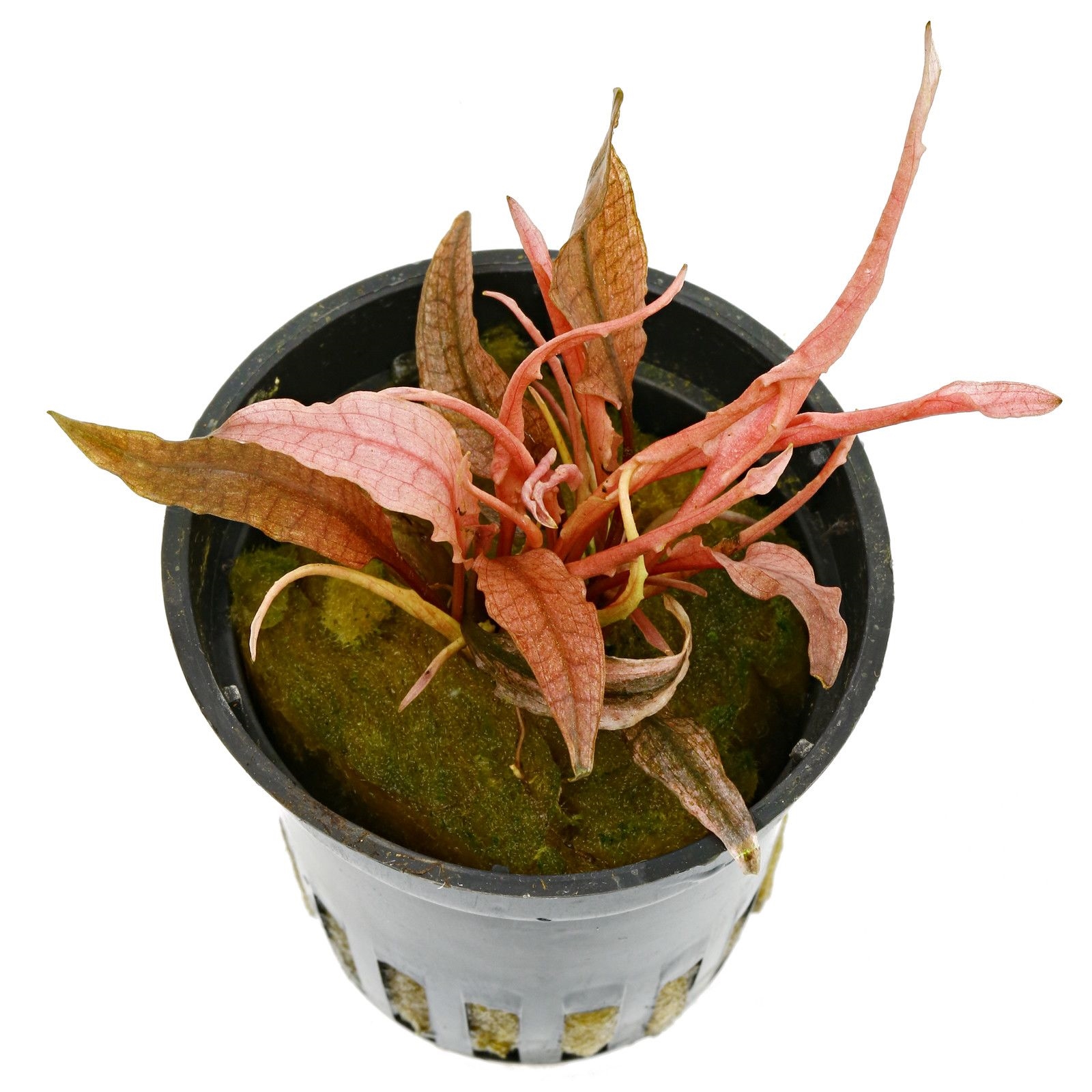 Cryptocoryne spec. 'Flamingo'