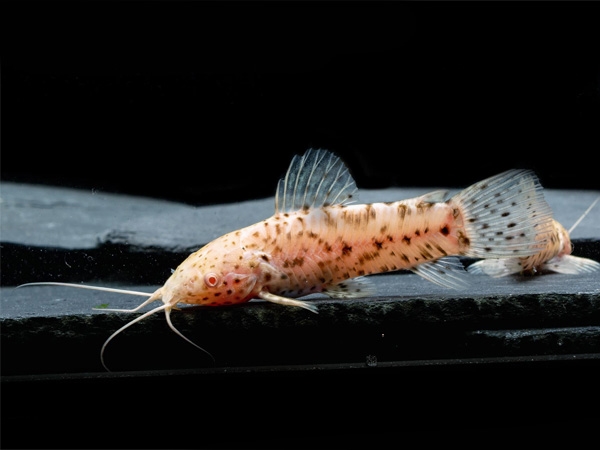 Pancéřníček kropenatý albín, 4 cm