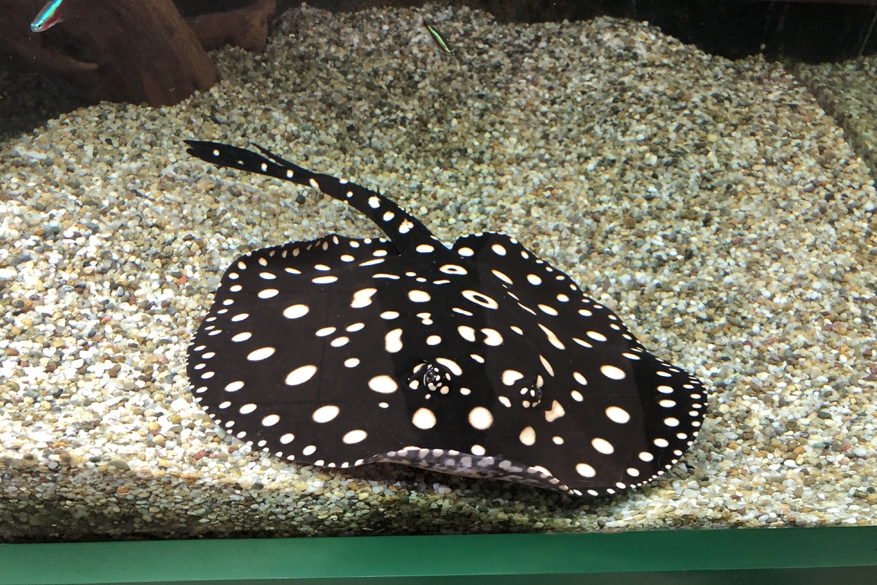 Rejnok Potamotrygon Leopoldi 30cm