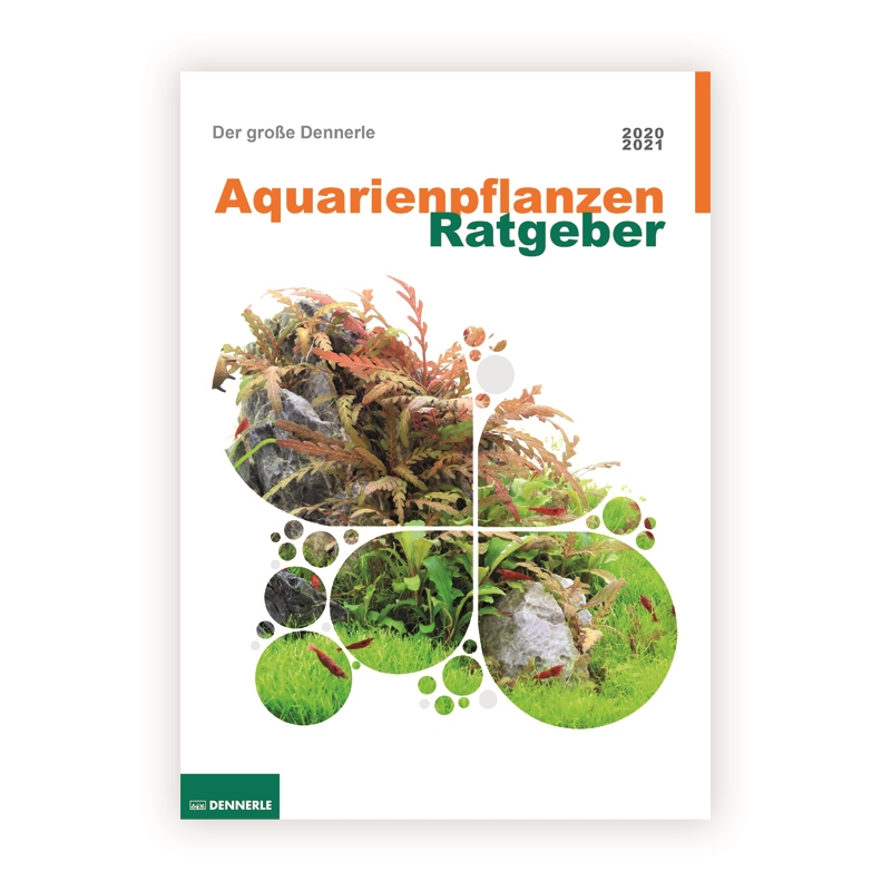 DENNERLE Literatura Aquarienpflanzen - Ratgeber 2020/2021 DE (Katalog rostlin)