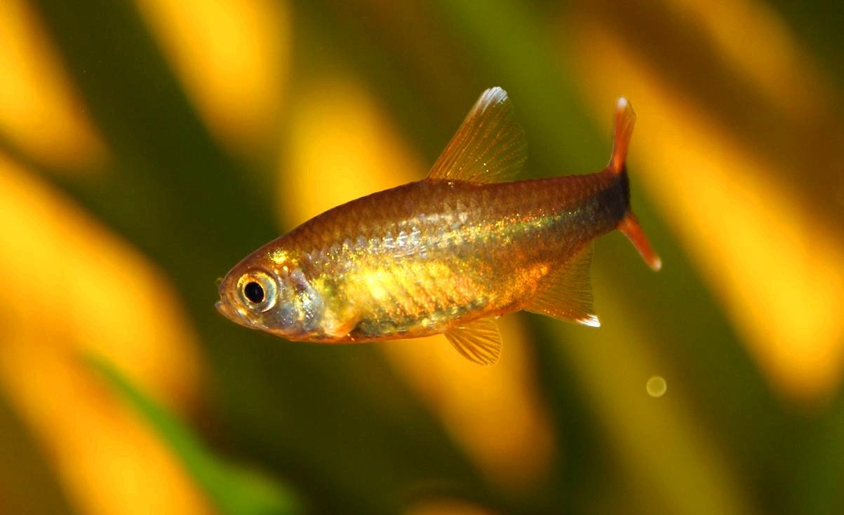 Tetra měděná