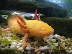 Axolotl mexický