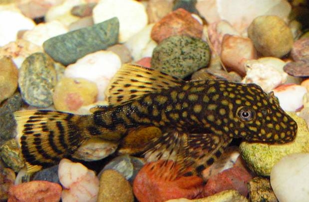 Ancistrus sp.XL