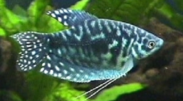 Čichavec šedý Cosby XL