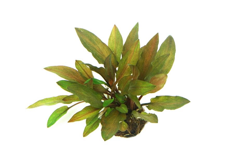 Cryptocoryne walkeri var. legroi  NEU!