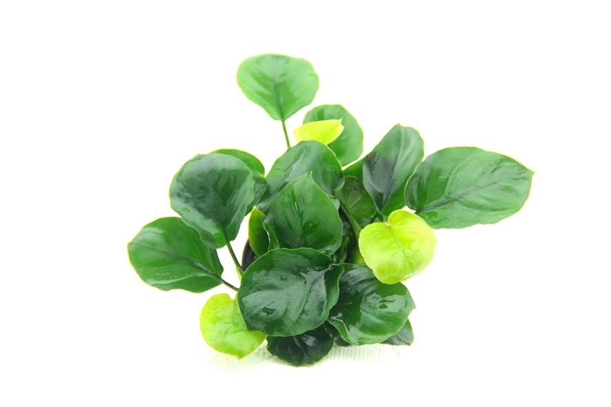 Anubias barteri ´Coin Leaf´ NEU!