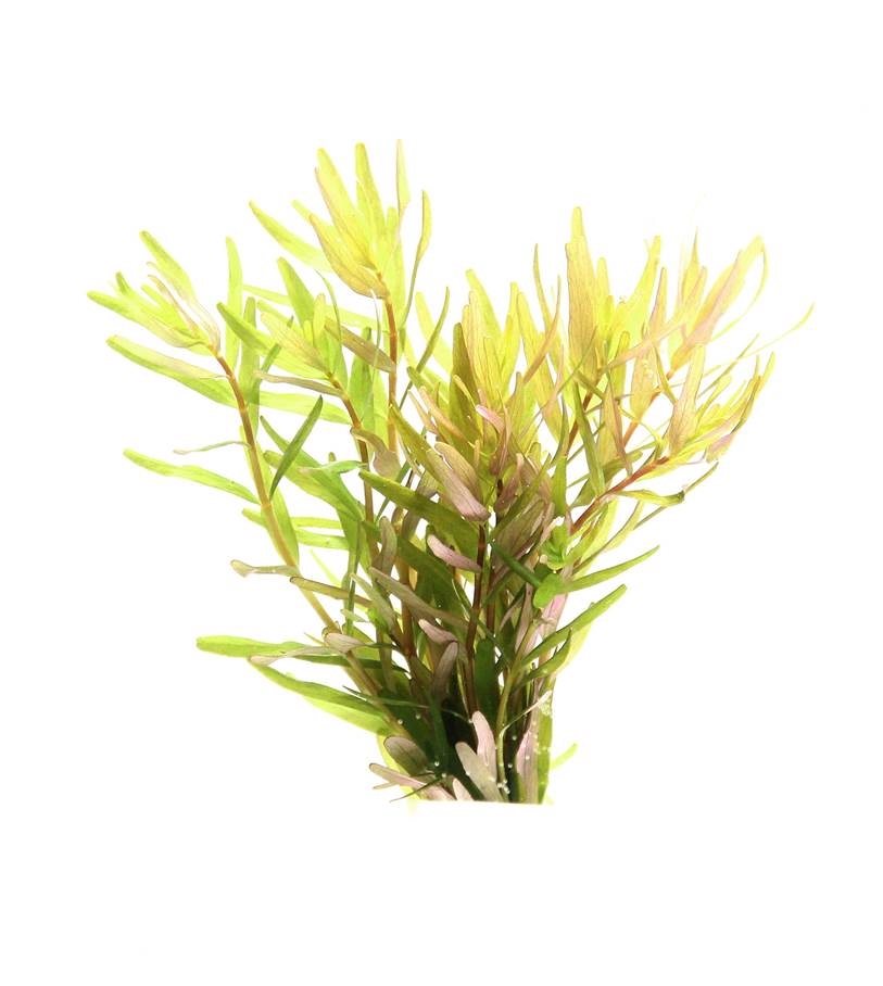 Rotala rotundifolia ´Laos´ NEU!