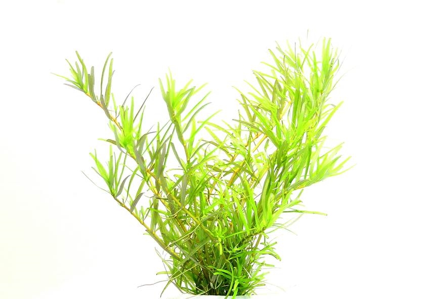 Rotala sp. ´Wayanad´ In-Vitro NEU!