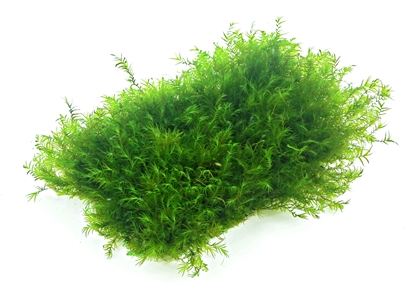 Fissidens fontanus pad