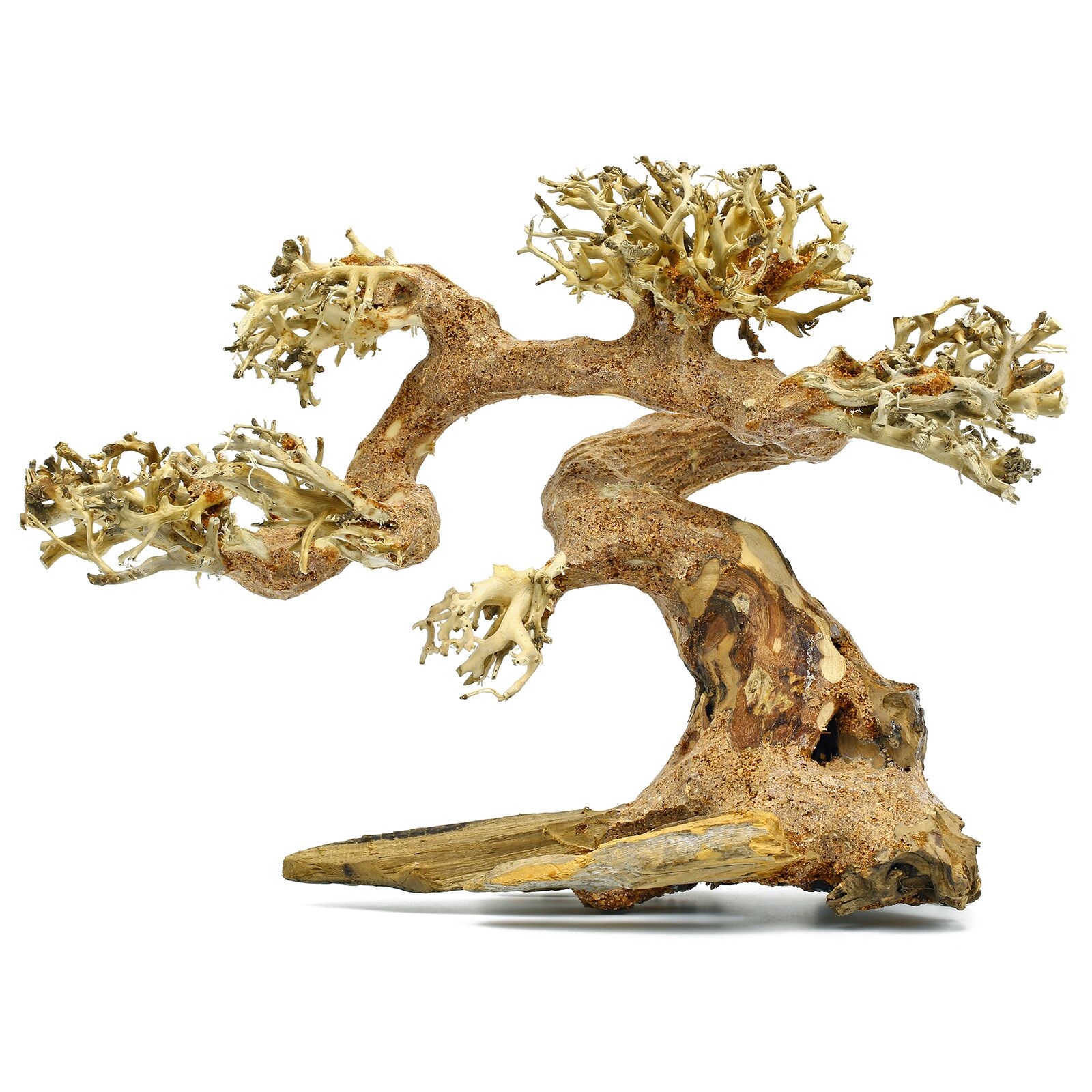 MACENAUER Kořen Claw Bonsai, XS 25x18cm