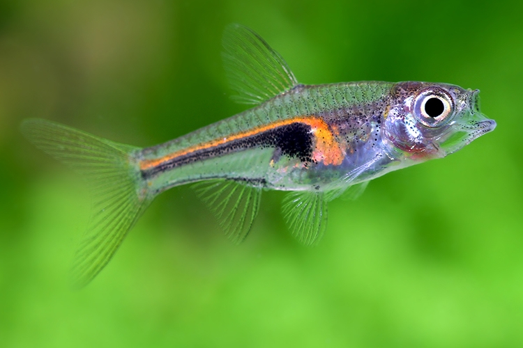 Rasbora Hengelova, 2,5 cm