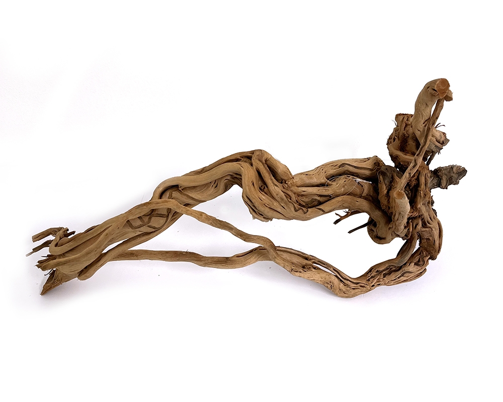 MACENAUER Kořen Curl Wood S (Č.: 81202)