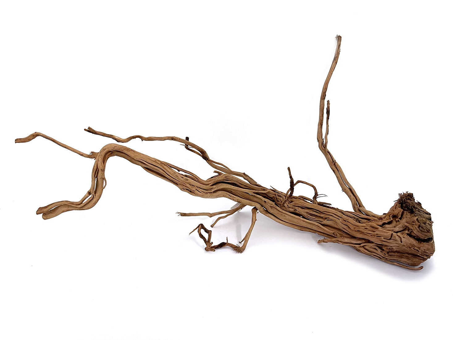 MACENAUER Kořen Curl Wood S, 30-55cm
