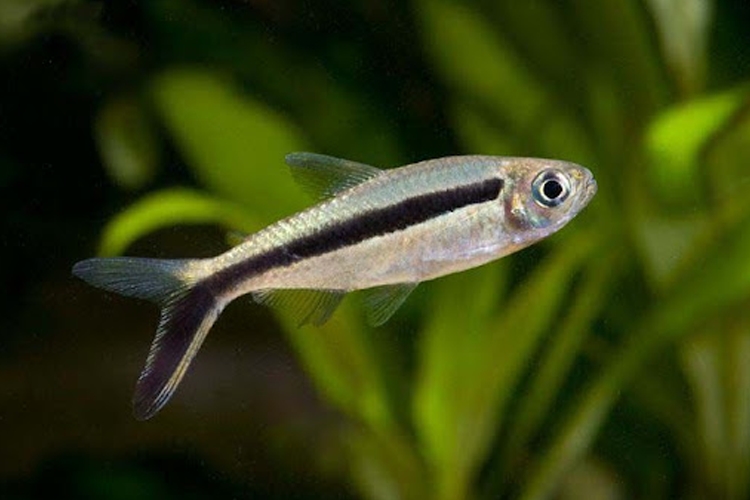 Tetra křivopruhá (hokejka) XL, 6 cm