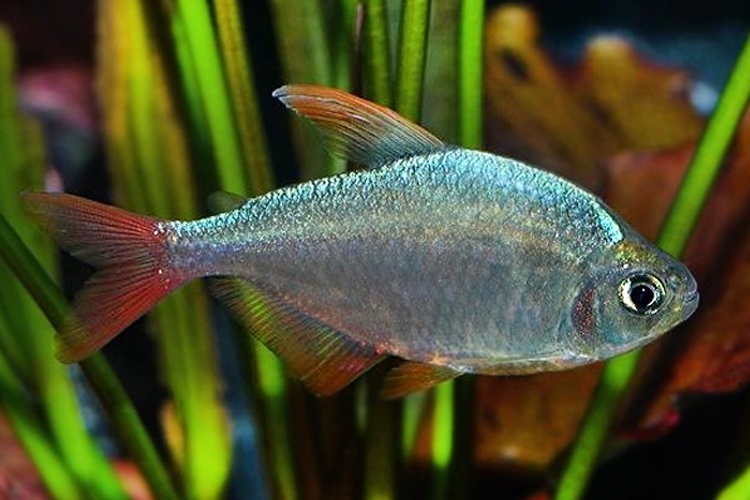 Tetra Ekvádorská, 2,5 cm