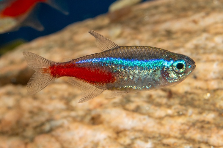 Tetra neonová, 2,5 cm