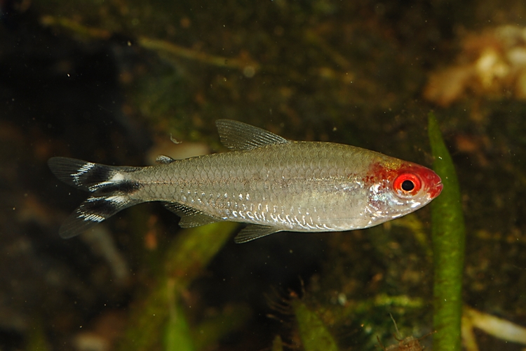 Tetra červenohlavá, 3 cm