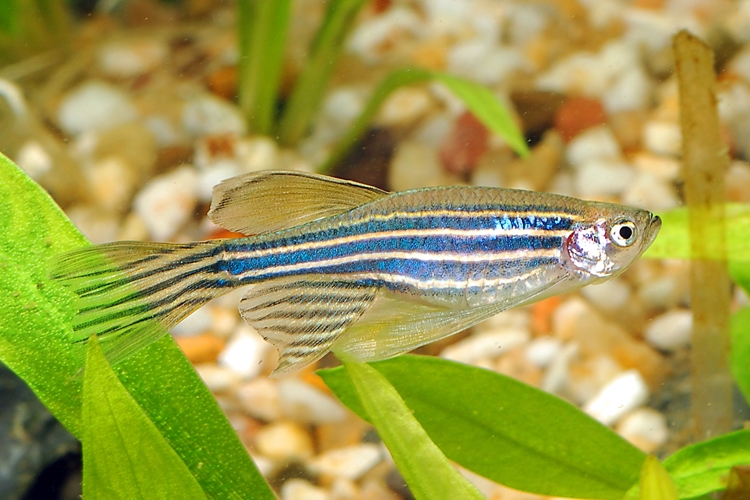 Danio pruhované závojové, 3 cm