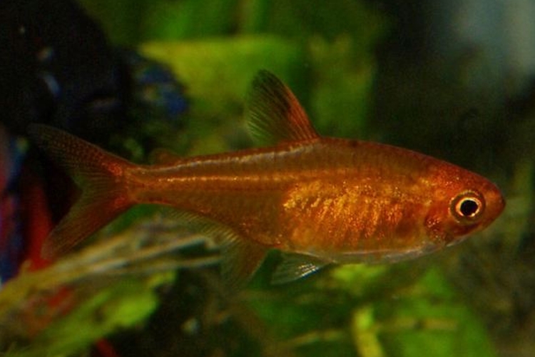 Tetra rudá, 2 cm