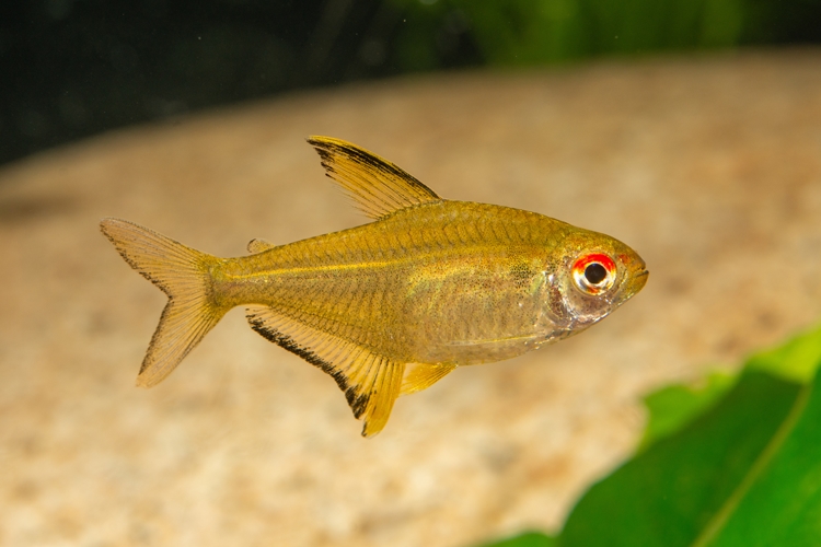 Tetra citrónová, 2,5 cm