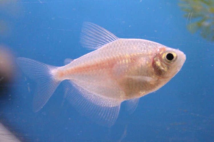 Tetra černá - zlatá, 2,5 cm