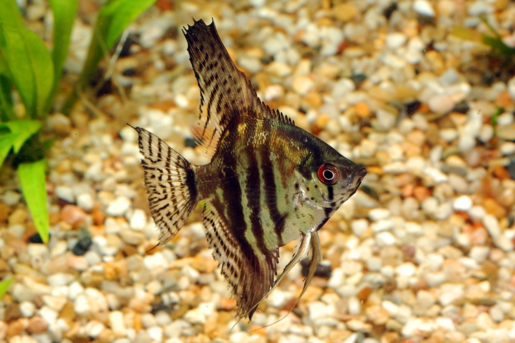 Skalára Zebra, 3,5 cm