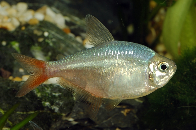 Tetra kolumbijská, 2,5 cm