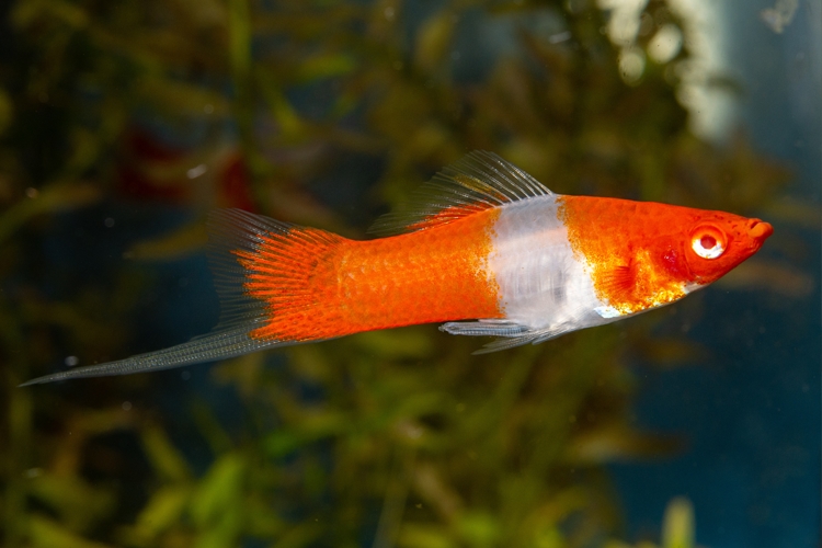 Mečovka zelená var. Koi Red-White, 4,5 cm