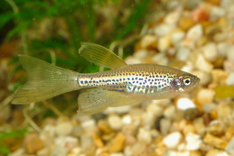 Danio zlaté závojové, 3 cm