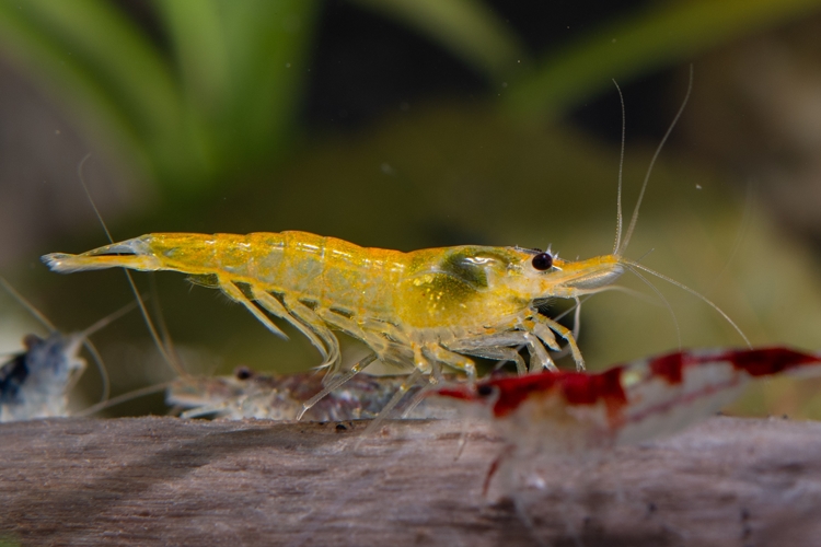 Krevetka heteropoda var.Fire Yellow, 1 cm