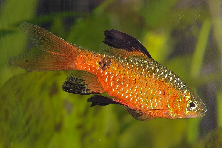 Parmička nádherná diamantová závojová, 3,5 cm