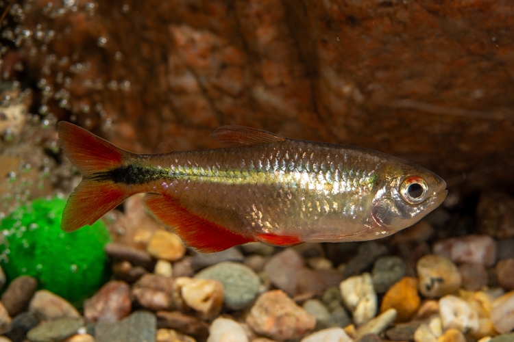 Tetra kosočtverečná, 3 cm