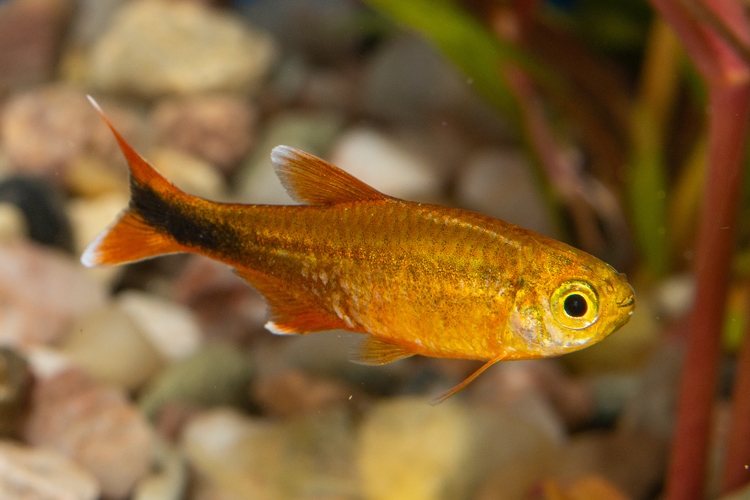 Tetra měděná L, 3 cm